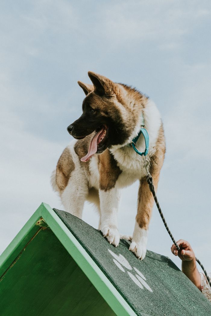 Akita dog enjoying agility training on a sunny day outdoors. Perfect for pet lovers.