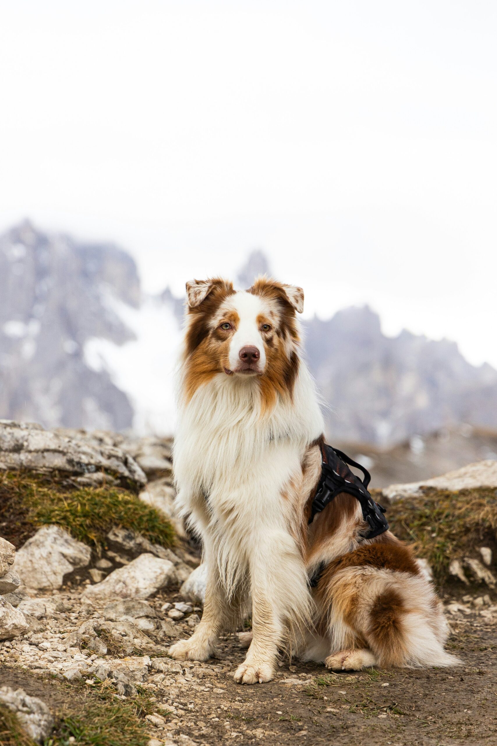 praneeth peiris tf5 fik61m0 unsplash